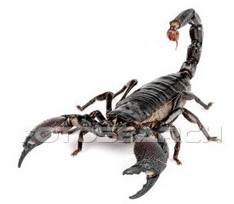 Scorpion